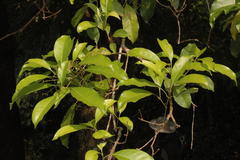 Chionanthus ramiflorus